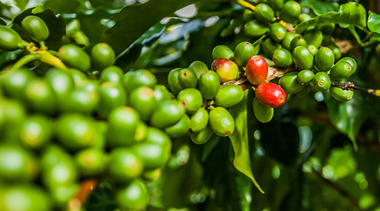 Coffee Fruit 101: Everything You Need to Know (and Love!)